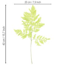 Product Ferns: Preserved, high-quality natural material for long-lasting decoration projects, 40cm, 10 pieces