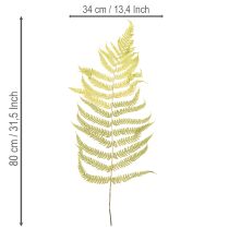 Product Dried and preserved fern. Perfect for natural home decoration. 80cm
