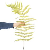 Product Dried and preserved fern. Perfect for natural home decoration. 80cm