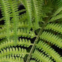Product Kunststoff Fern in Plant Pot 35cm for Indoor Decoration