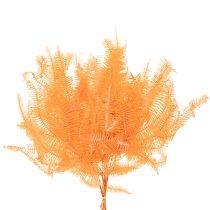 Product Preserved Orange Fern Stems 60cm for Indoor Arrangements – Set of 10