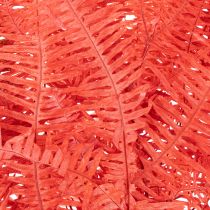 Product Preserved Fern Bundle Red 60cm 10 Stems for Indoor Decoration