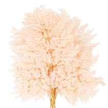 Product Dried Fern Stems for Vase Decoration 42cm Pink 10 Pieces
