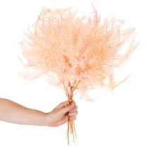 Product Dried Fern Stems 60cm Set of 10 in Light Pink for Home Decoration