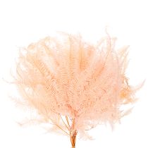 Product Dried Fern Stems 60cm Set of 10 in Light Pink for Home Decoration