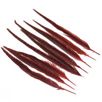 Product Pheasant Feathers Red Real Feathers Decoration Wine Red 35-45cm 9 Pcs