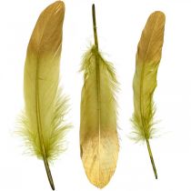 Feathers for handicrafts Deco feathers Green-Golden L16-20cm 24pcs