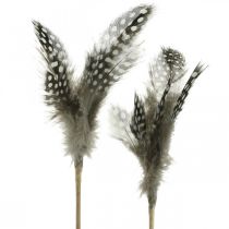 Product Decorative feathers dotted on stick Real guinea fowl feathers 4-8cm 24 pcs