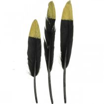 Decorative feathers black, gold real feathers for handicrafts 12-14cm 72p