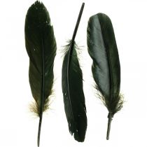 Deco feathers black bird feathers for crafting 14-17cm 20g