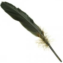 Product Deco feathers black bird feathers for crafting 14-17cm 20g