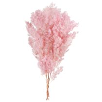 Product Pink feather asparagus (Asparagus) dried decoration 55-70cm