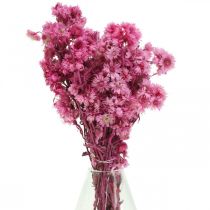 Product Mini Straw Flower Pink Dried Flower Rock Flower H20cm 15g