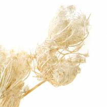 Product Bleached dried flowers fennel 100g