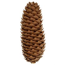 Product Spruce cones natural 5kg pine cones