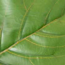 Product Kunst Fiddle Leaf Fig Tree 120 cm, Green Leaves, Indoor Decoration