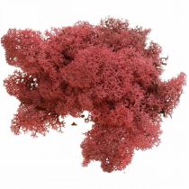 Reindeer moss for decorating and handicrafts Burgundy red 400