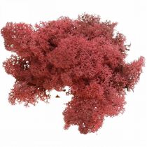 Product Decorative moss Red Bordeaux Reindeer moss for handicrafts 400g