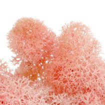 Product Decorative moss Icelandic moss pink 400g