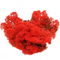 Decorative moss red reindeer moss for handicrafts 400g