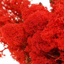Decorative moss red reindeer moss for handicrafts 400g