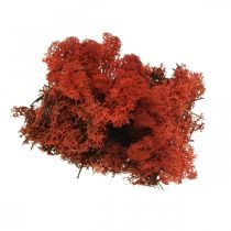 Decorative moss red Siena natural moss for handicrafts, dried, colored 500g