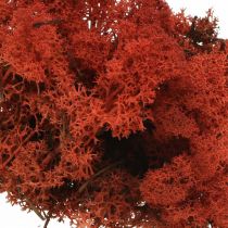 Decorative moss red Siena natural moss for handicrafts, dried, colored 500g
