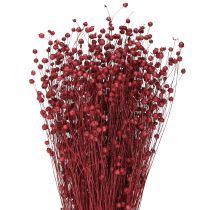 Product Flax Bordeaux Red Dried Decoration Dried Flowers L55cm 80g