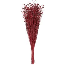 Product Natural Flax Bordeaux Red Dried Flowers L55cm 80g