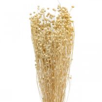 Product Bleached flax dry floristry dry grasses 52cm 160g