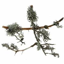 Lichen moss gray moss with branches 750g