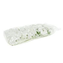 Product Foam Rose Ø4.5cm white 36 pcs
