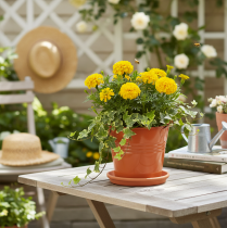 Product Decorative metal bucket/planter, orange-brown, Ø16cm, H14.5cm, 1.6L