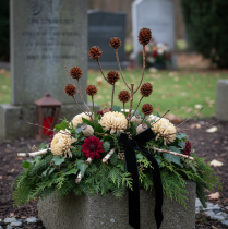 Product Glabrum Leucospermum Dried Flowers 25-40cm 25 pcs