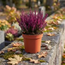 Product Plant Pot Plastic Ø19cm 10pcs