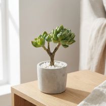 Product Succulent Echeveria artificial Green H15cm