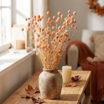 Product Strawberry thistles dry decoration thistles in salmon 55cm 100g
