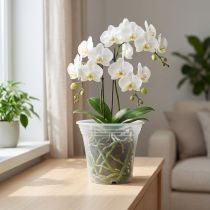 Product Plastic pot “Irys” Transparent Ø17cm 1 pc