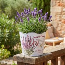Product Planter plastic flower pot summer lavender Ø16.5cm H13.5cm