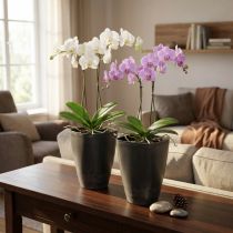 Product Orchid pot, flower pot, plastic, anthracite, 13.5x13x16.5cm, 2 pieces