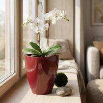 Product Orchid pot glossy Ø12.5cm Bordeaux 1 pc