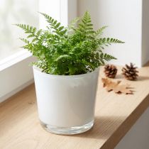Product Glass planter white Ø11.5cm H11cm