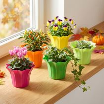 Product Planter plastic colorful assorted Ø9cm 10 pcs