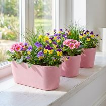 Product Planting boat planting bowl oval pink 27×11×10cm 3pcs