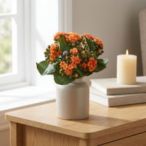 Product Flaming Käthchen Kalanchoe artificial orange 24cm
