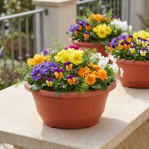 Product Plastic plant bowl Ø27cm round bowl terracotta 5pcs