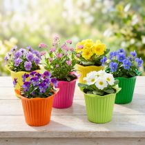 Product Plastic Pot Flower Ø6.5cm 25 pcs