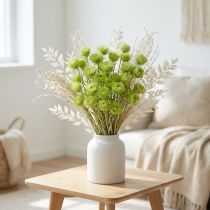 Product Dried flowers African Daisies Light green straw flowers 42cm
