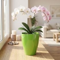 Product Orchid pot glossy Ø12.5cm lime 1 pc