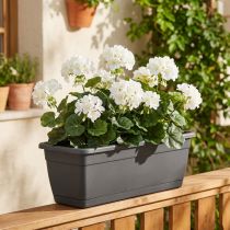 Product Geranium bush white 38cm